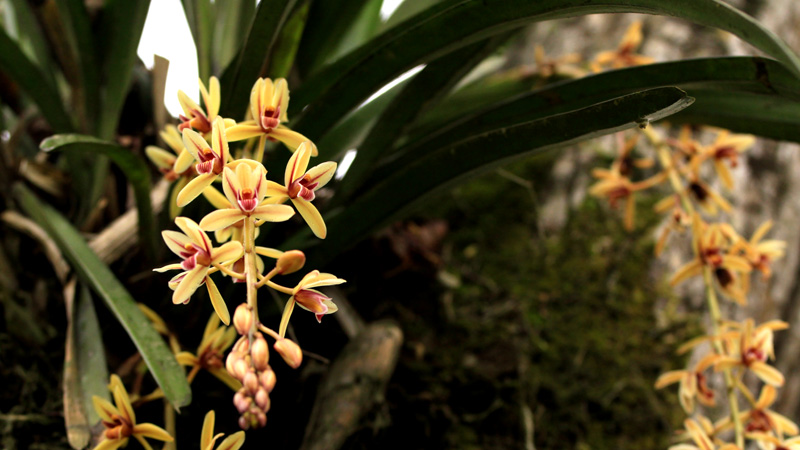 ミャンマーの野生ラン Wild orchids in myanmar