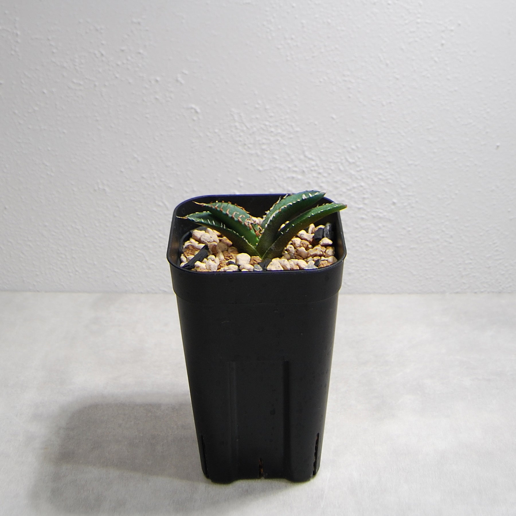 アガベ チタノタ 悪魔（スーパーチタノタ）OS13 – linkplants -リンク