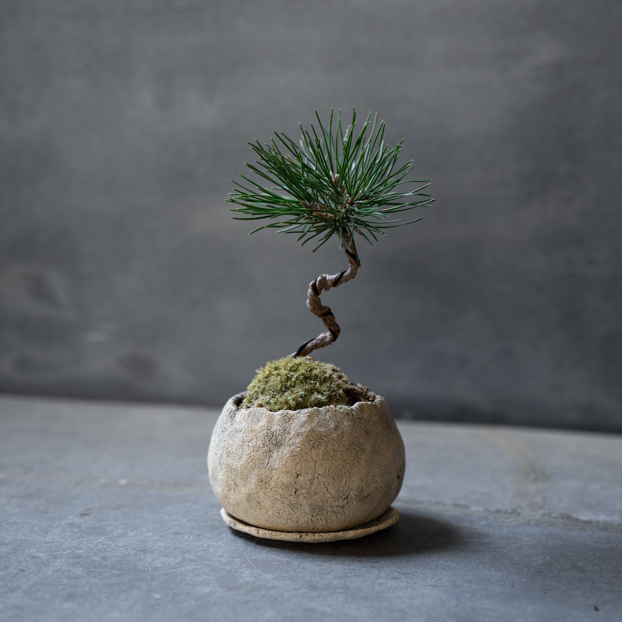 敬老の日におすすめ〉ミニ黒松の盆栽