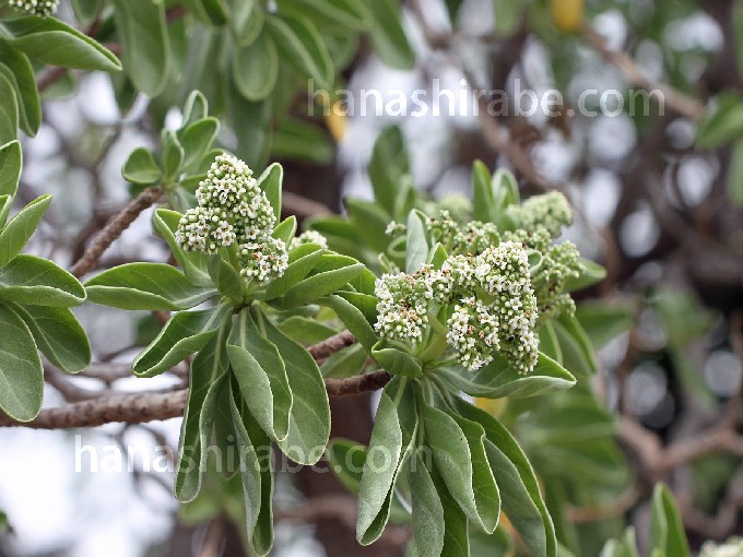 モンパノキ-花しらべ-花図鑑