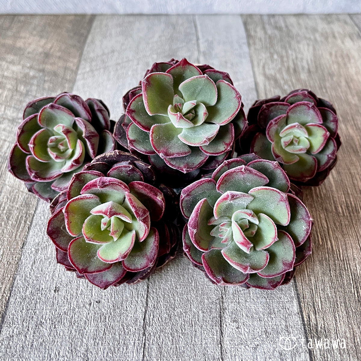 ジョアンダニエル – 多肉植物の通販・販売サイト tawawa