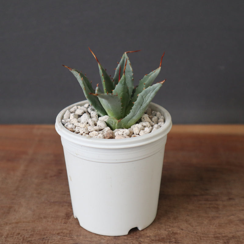 アガベ 特白肌怒雷神×血妖 EC1795 – TaiShoDo ONLINE SHOP