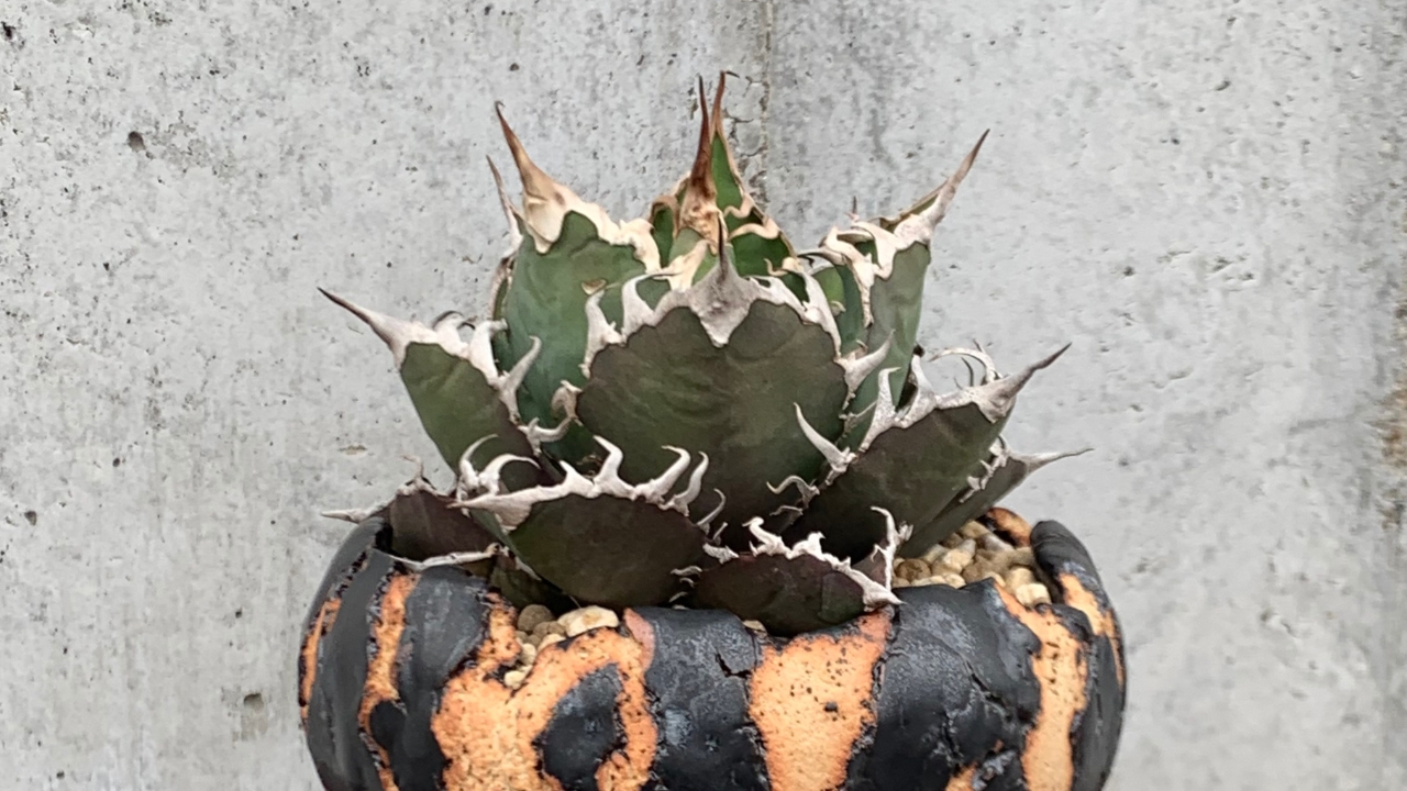 アガベ・チタノタ『凱撒（シーザー）』とは？特徴と育成ポイントを徹底