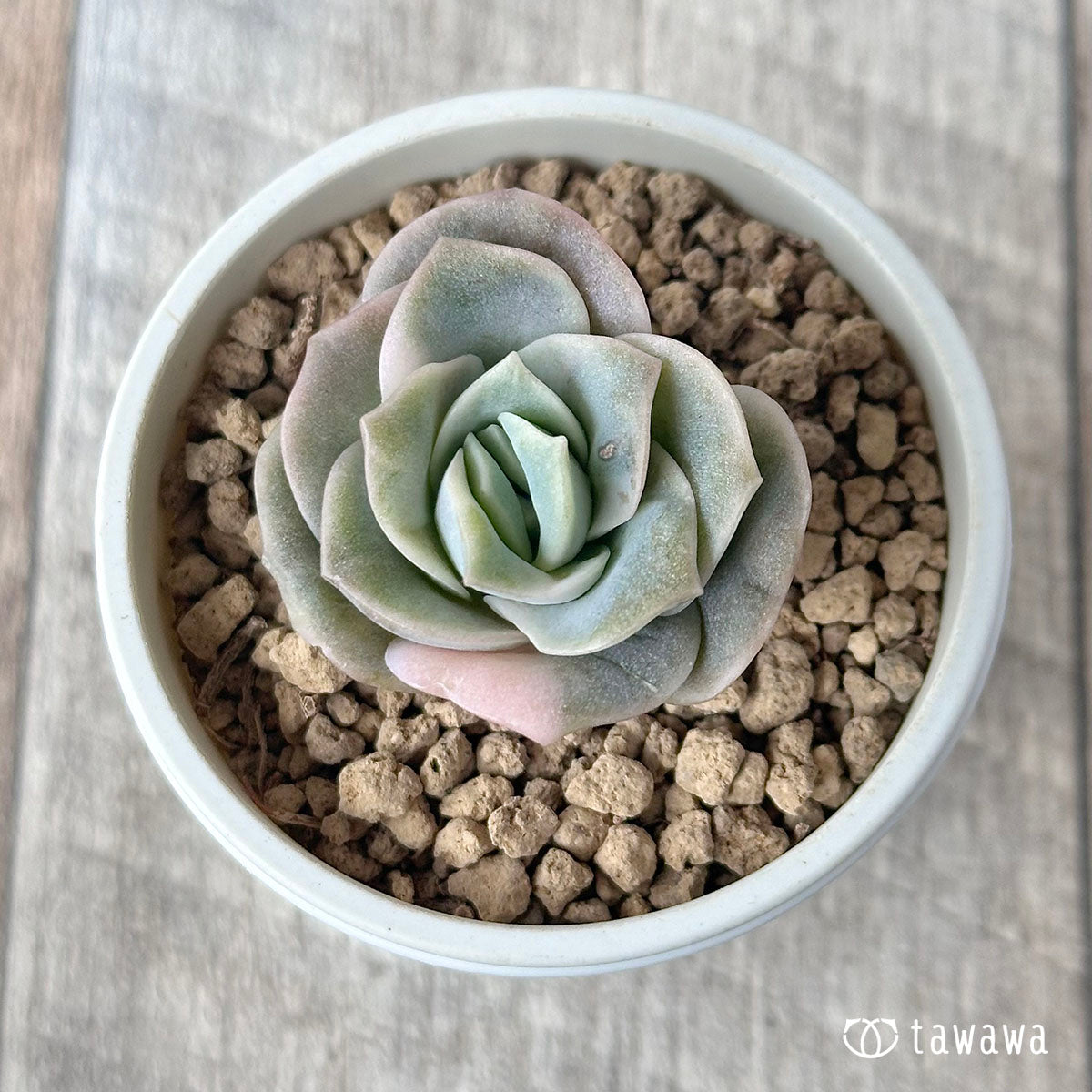 ラブリーローズ錦 – 多肉植物の通販・販売サイト tawawa