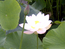 ハスの育て方 | 杜若園芸WEBショップ｜水草の生産販売【通販ショップ】