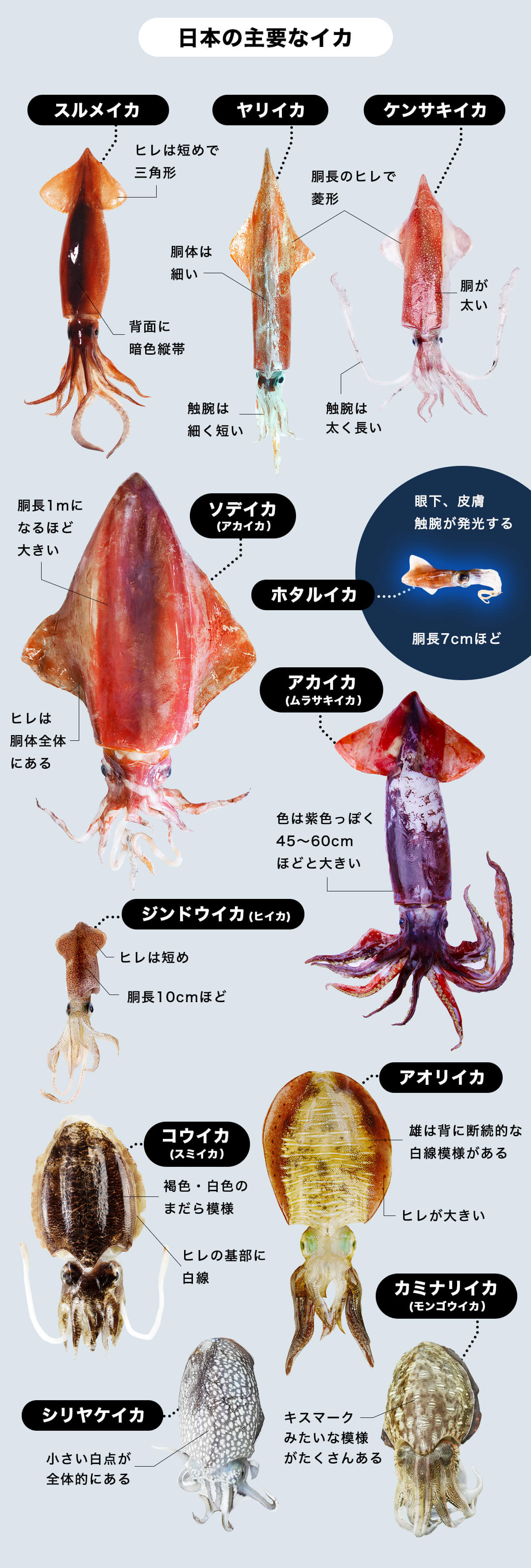 ヤリイカ 【槍烏賊】の特徴・生態、食べ方や旬、料理を徹底解説！ | と