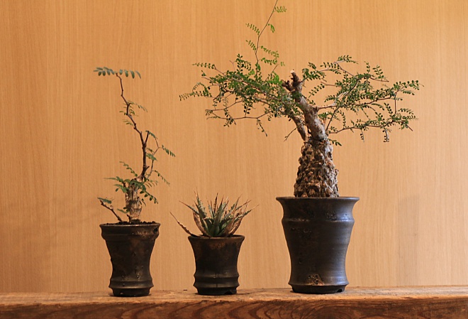 YOKOYAMA CAUDEX ART益子本店 ～塊根植物 アガベ鉢専門店～ | 益子焼