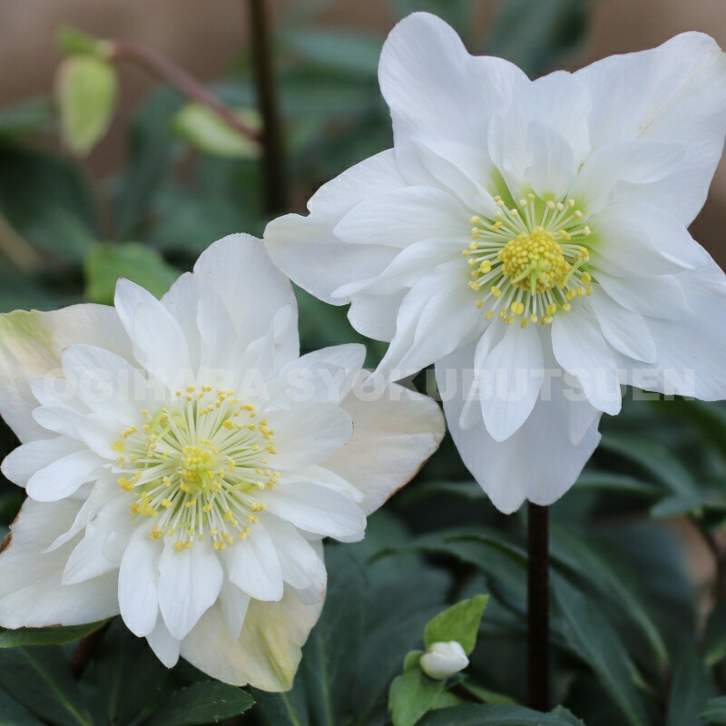 楽天市場】クリスマスローズ ニゲル 'スノー ドリフト' 大苗（5号