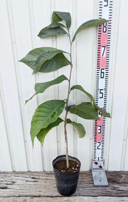 楽天市場】ポポー レベッカゴールド 接ぎ木苗 苗木 5号《果実を