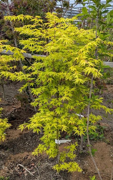 楽天市場】【選べる現品】カツラモミジ(桂紅葉) 樹高約1.5m 紅葉を