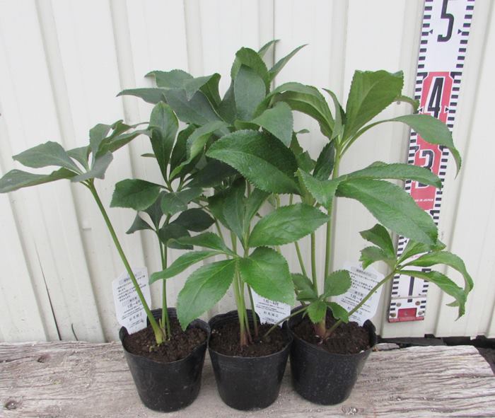 楽天市場】「3株セット」か「5株セット」クリスマスローズ 開花見込み