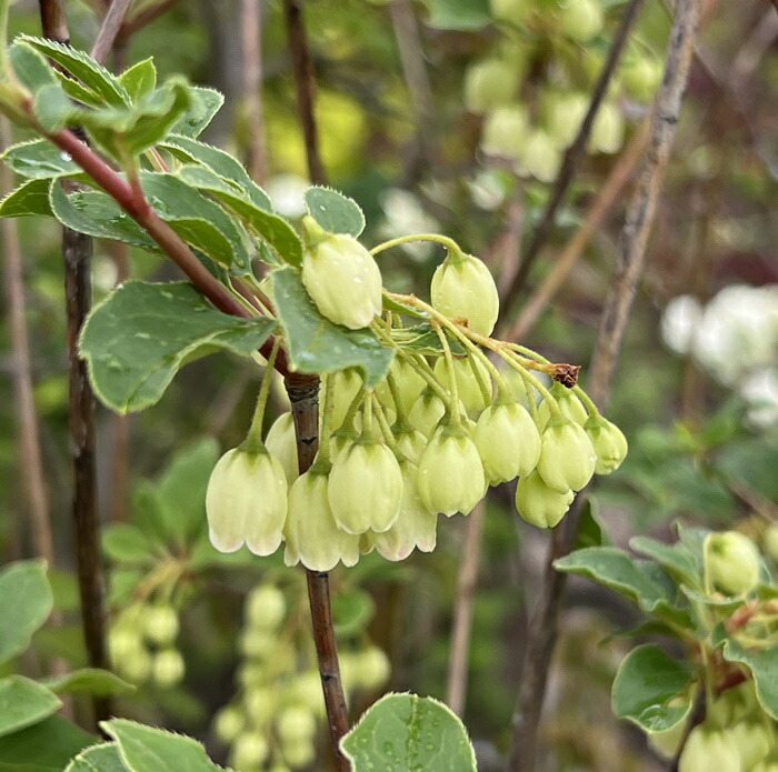 楽天市場】【現品発送】黄花更紗ドウダンツツジ（キバナサラサ