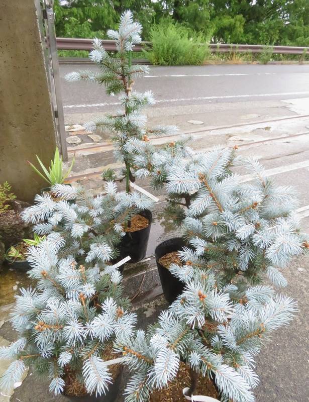 楽天市場】【選べる現品】ピセア・プンゲンストウヒ ホプシー 8号