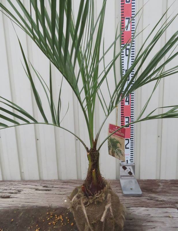 楽天市場】【根巻き】ココスヤシ 中株 苗木【V】 : 千草園芸