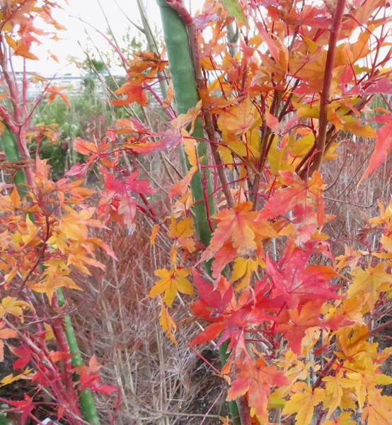 楽天市場】【現品】サンゴカクモミジ (珊瑚閣紅葉) 苗木 樹高1.5m