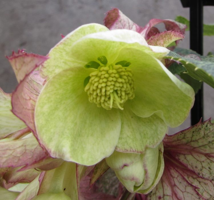 楽天市場】斑入りクリスマスローズ スノーフィーバー 5号【カラー