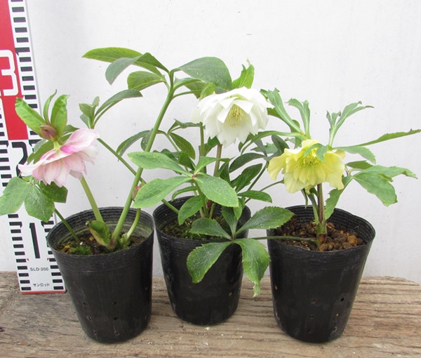 楽天市場】「3株セット」か「5株セット」クリスマスローズ 開花見込み