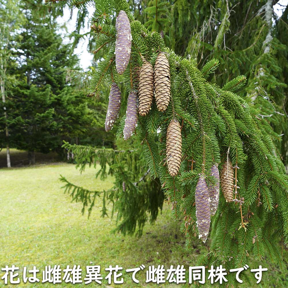 楽天市場】ドイツトウヒ 1.5m 露地 苗木 : トオヤマグリーン