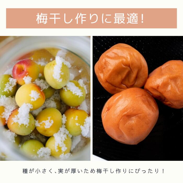 楽天市場】【2026年分◎予約割あり】秀品 完熟 南高梅 3kg 5kg 10kg (+