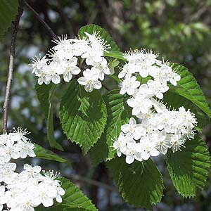 楽天市場】【現品発送】【山採り天然木】樹形と幹肌、花、実を楽しめる