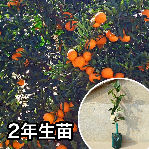 苗 みはや」の人気商品一覧 | 安い商品を通販サイトから探す - 価格.com