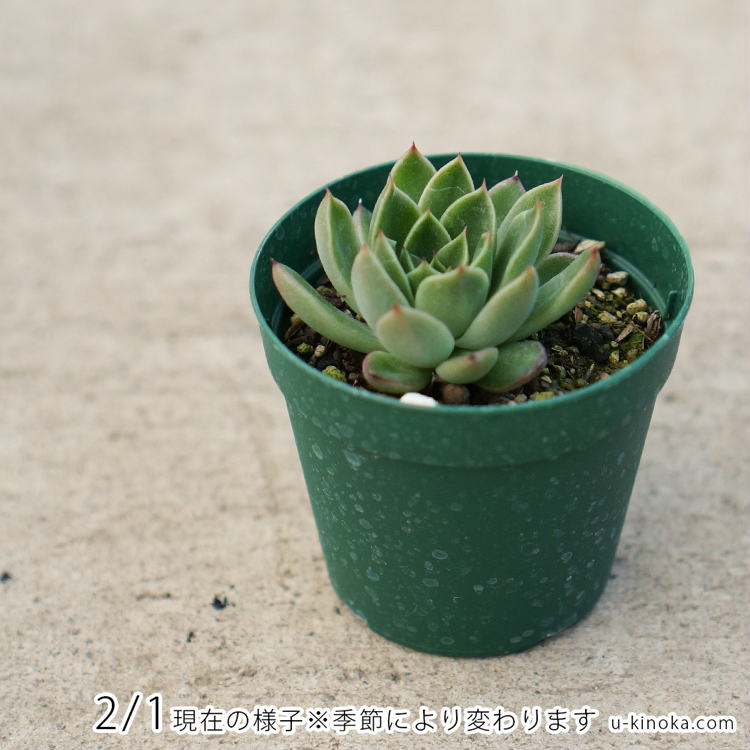 楽天市場】プリリンゼアナ 7.5cmポット 多肉植物 エケベリア Echeveria