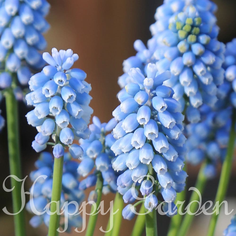 楽天市場】水耕栽培 ムスカリ 選べる種類 球根3〜5球 グラス 水耕栽培