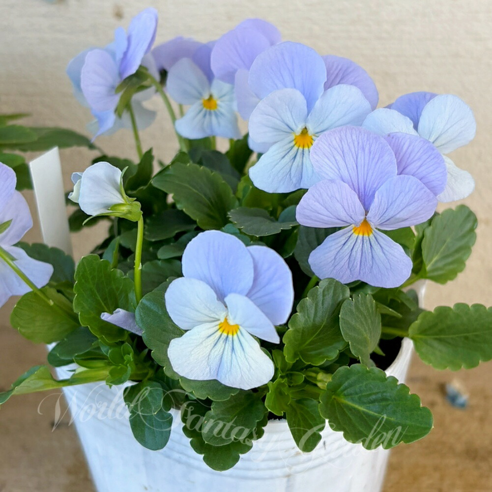 楽天市場】花ビオラ ビビ ヘブンリーブルー 2鉢セット ライトブルー