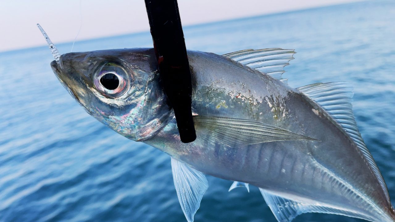 コスパ最強】アジングとトラウトが併用できるロッドの選び方とおすすめ