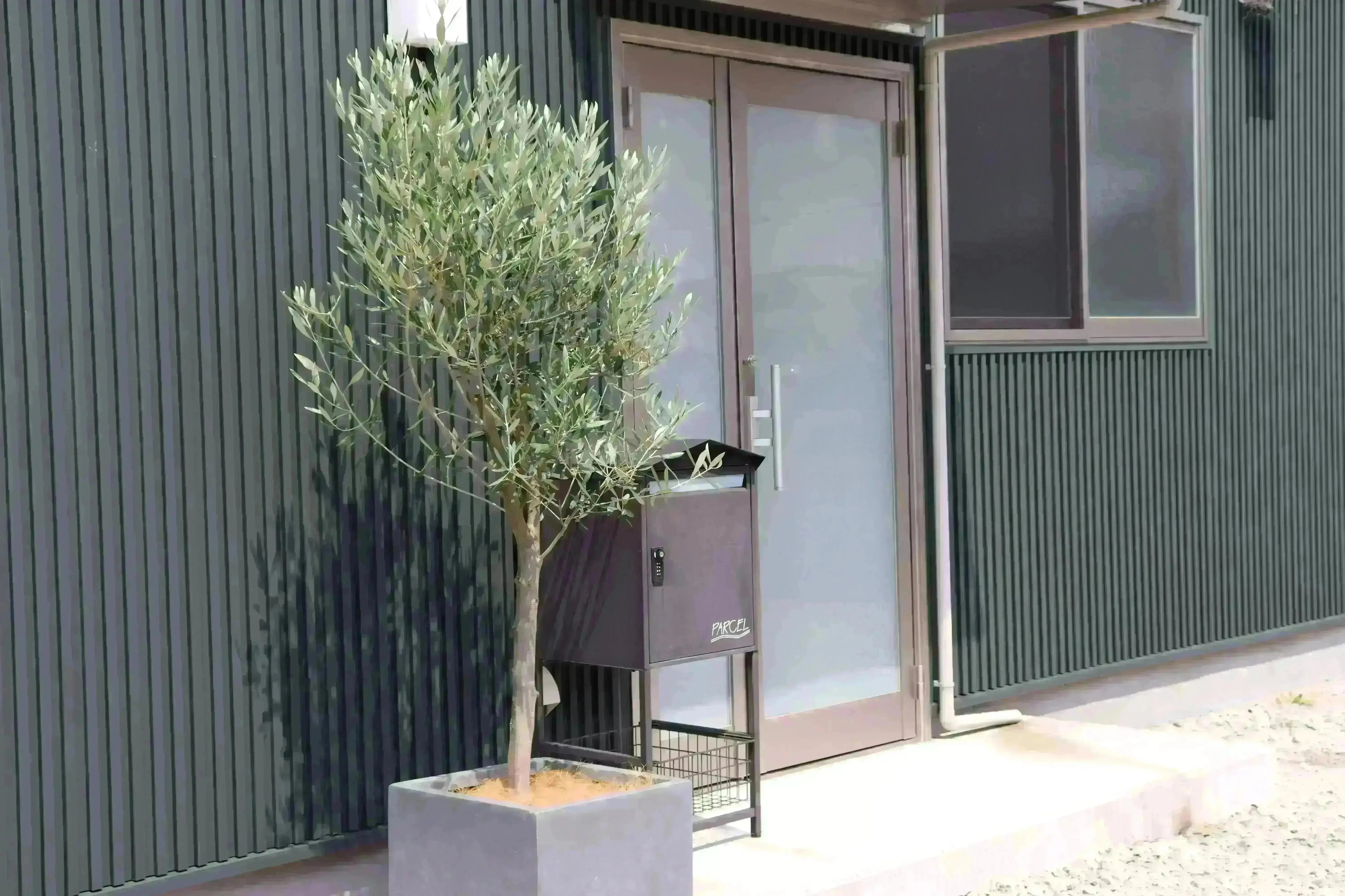 法人限定】ルッカ（オリーブの木）｜XL｜NO.1880｜約200cm｜人気・寒冷