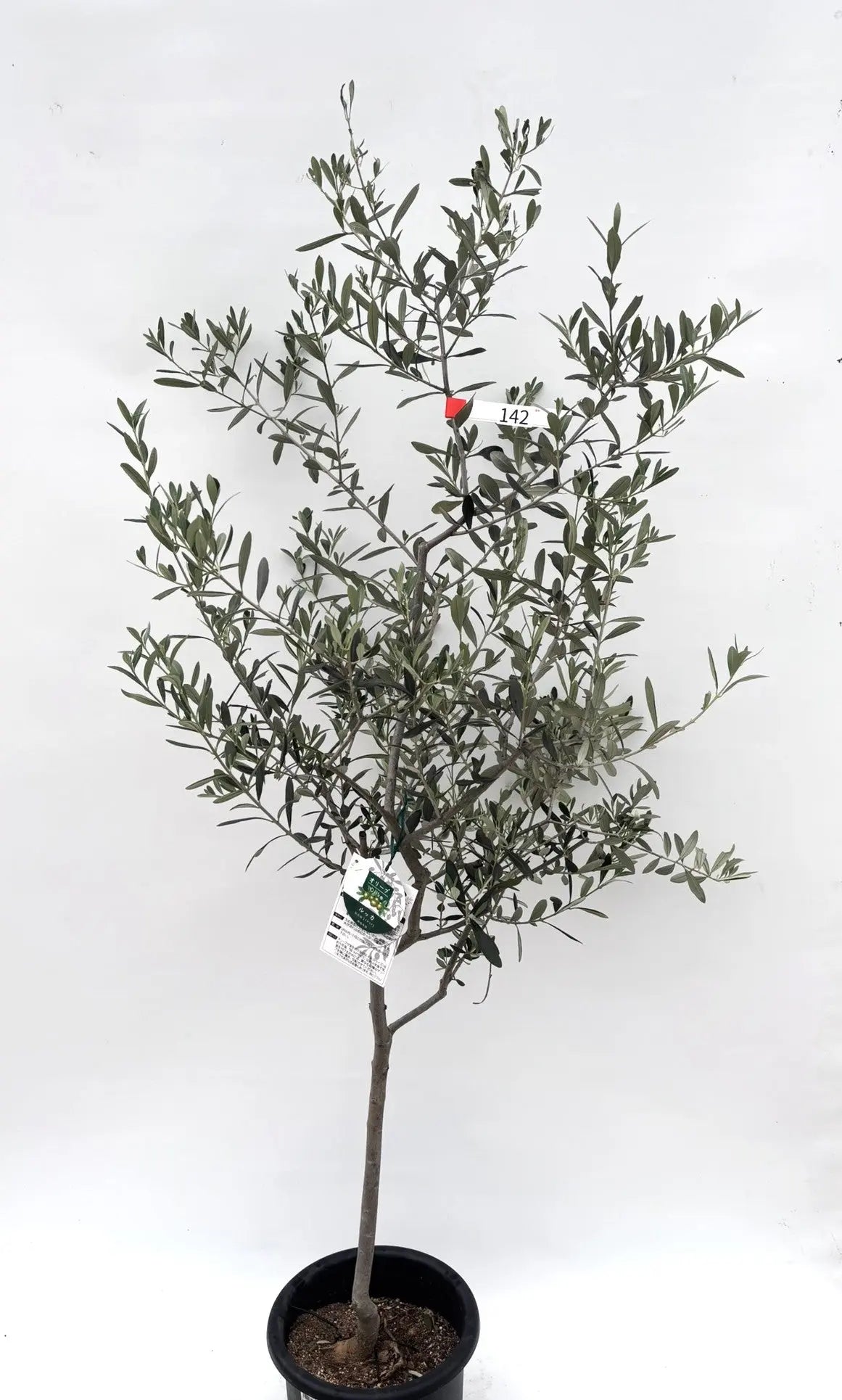 人気・寒冷地対応】ルッカ（オリーブの木）〈初心者向き〉｜160cm｜M