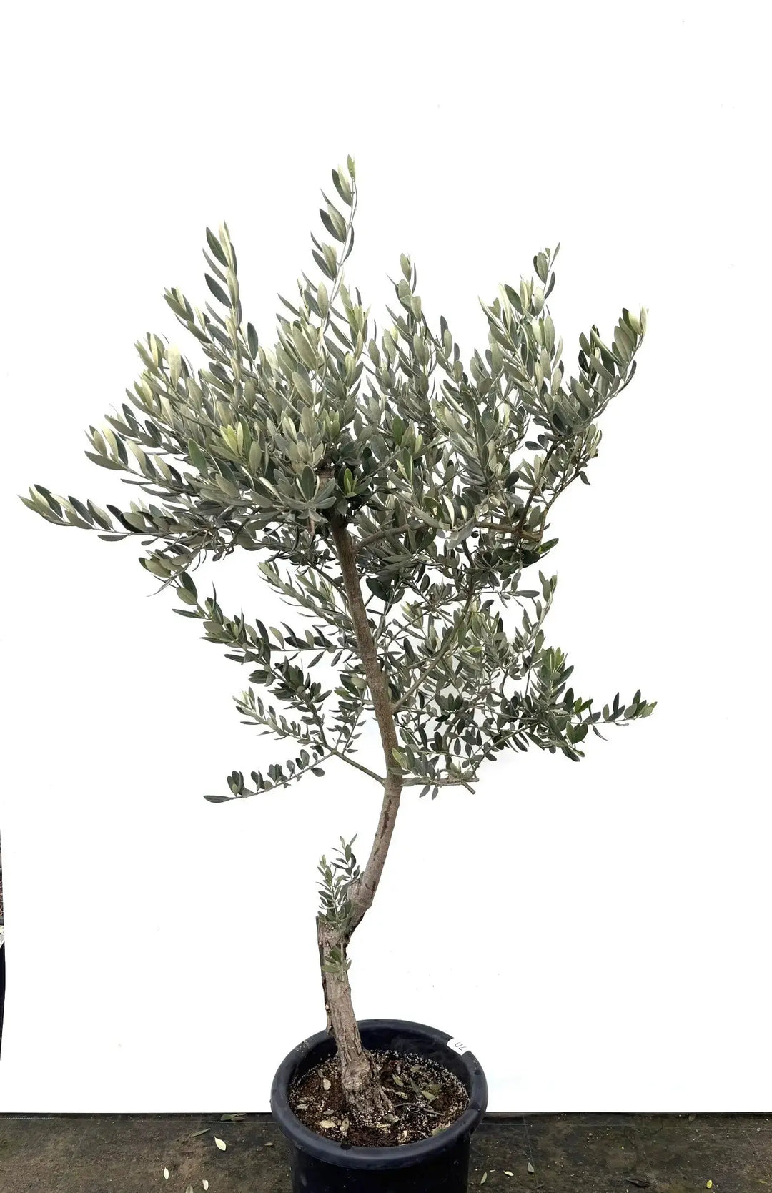 ワラサ Lサイズ 約160cm K-70 オリーブの木 - 株式会社鶴亀園