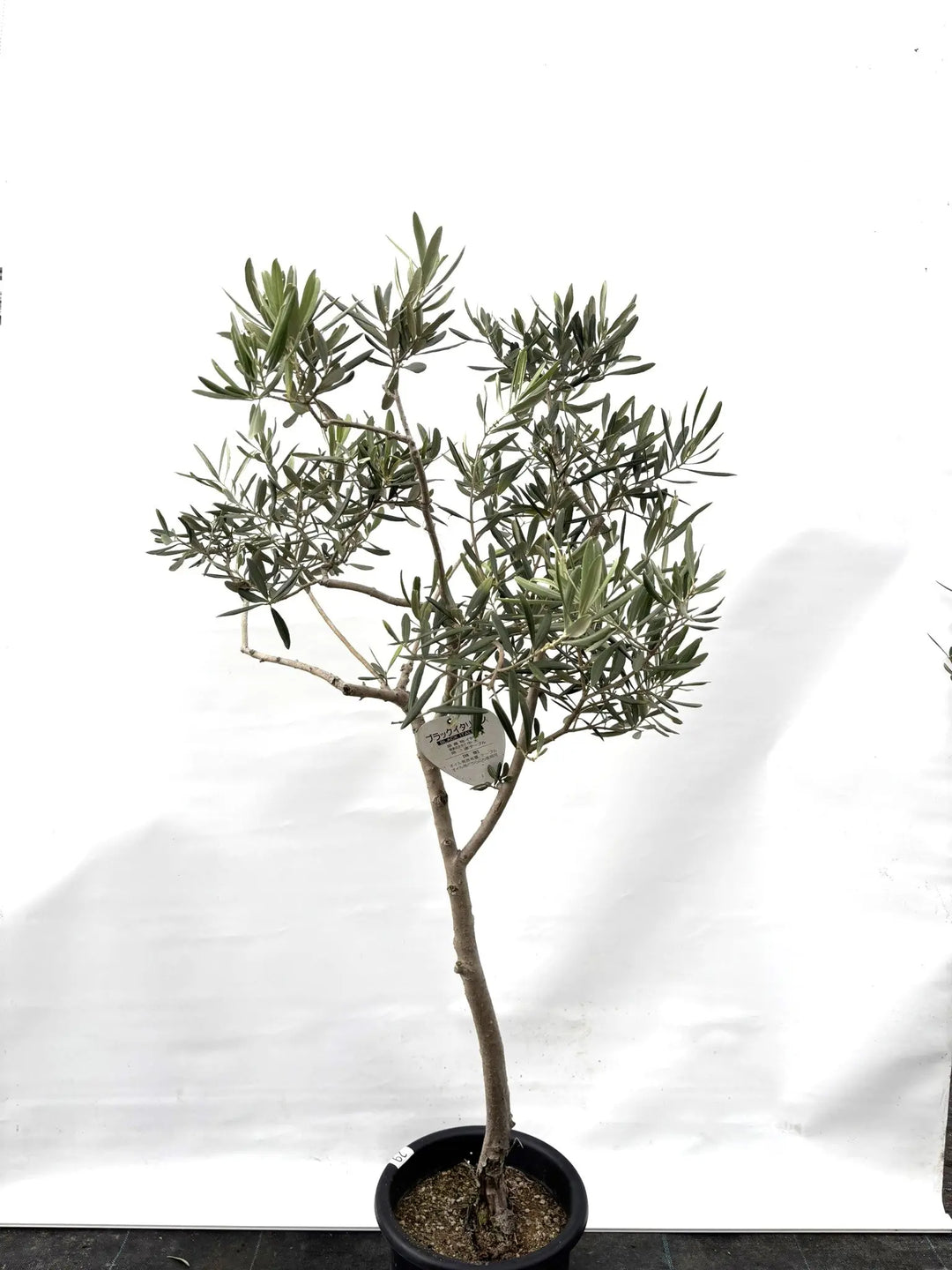 希少・直立型】ブラックイタリアン（オリーブの木）〈オイル向き