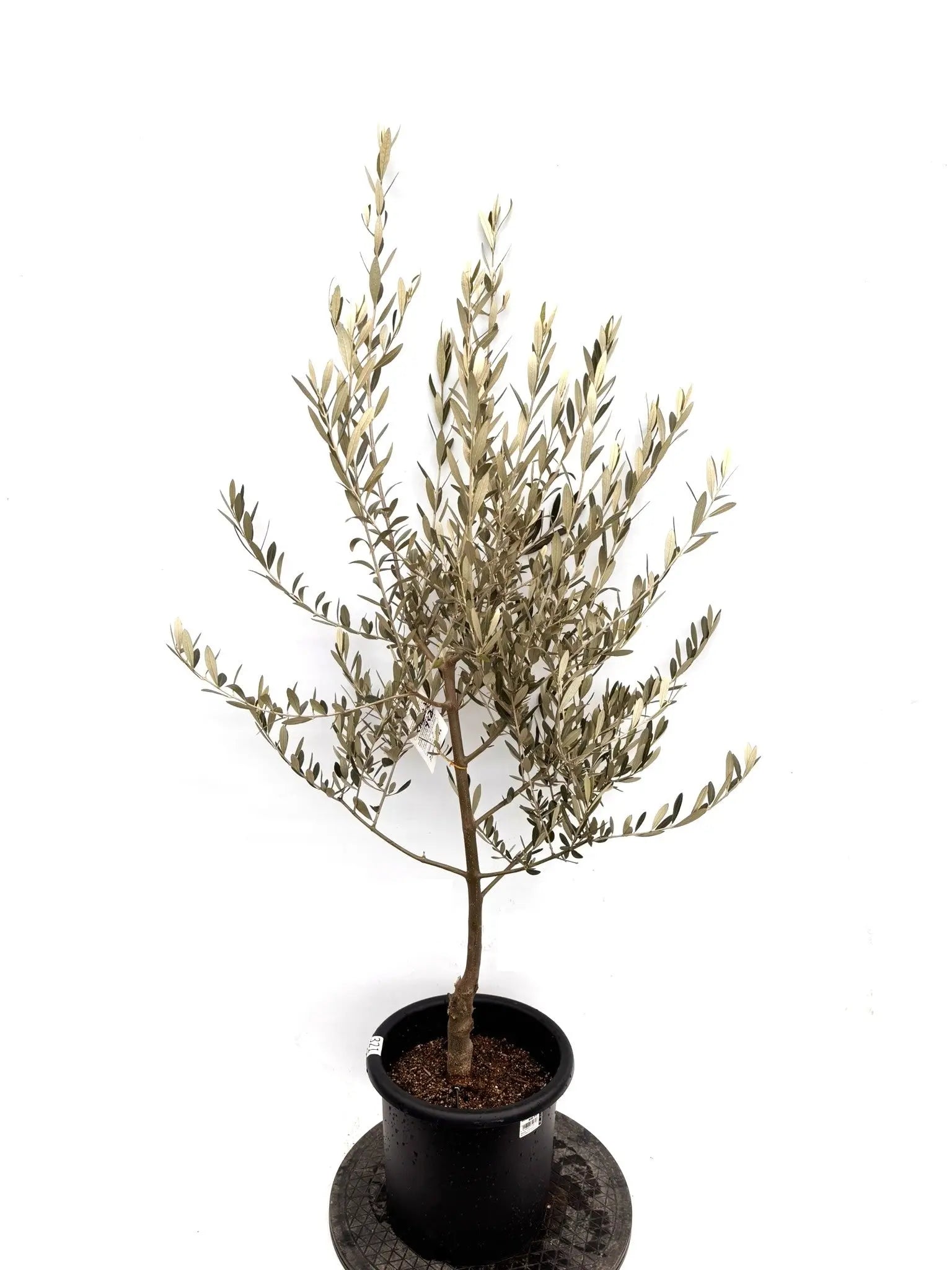 NEWセントキャサリン（オリーブの木）｜Mサイズ｜K-321｜約140cm｜希少