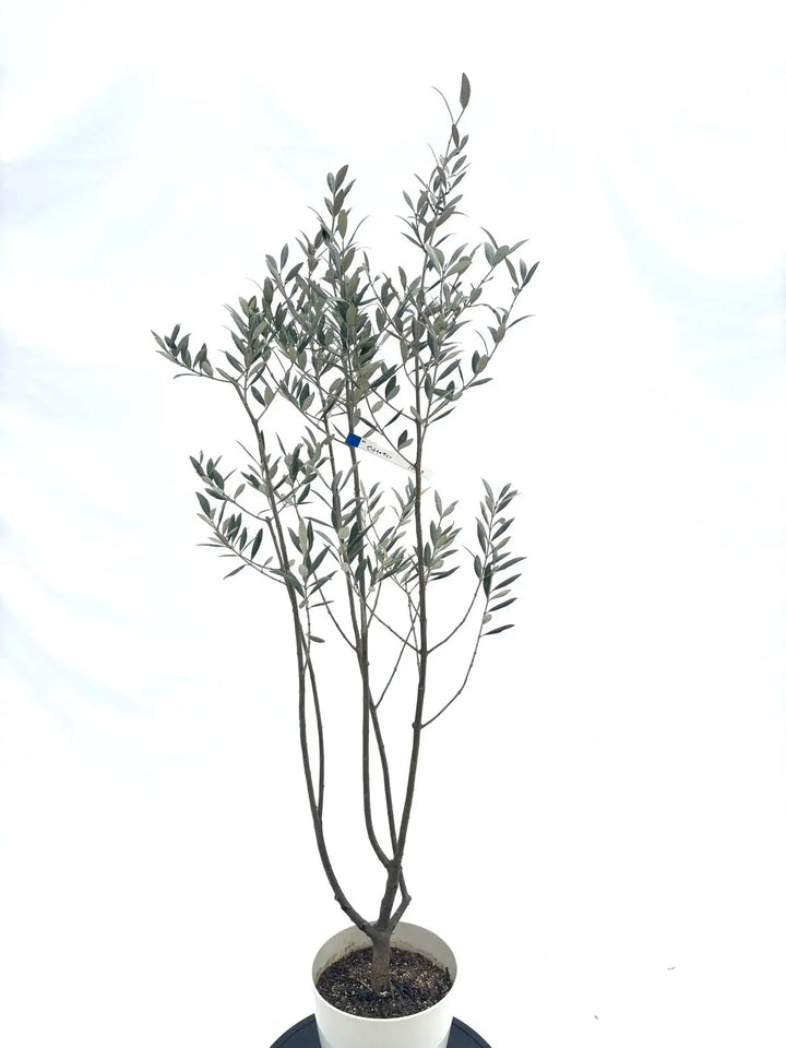 希少・銀葉】セントキャサリン（オリーブの木）〈直立型〉｜150cm｜S