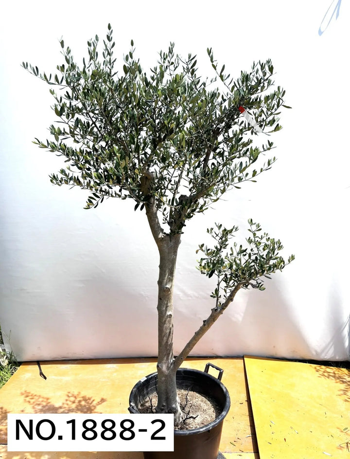 法人限定】ルッカ（オリーブの木）｜XL｜NO.1888｜約200cm｜人気・寒冷