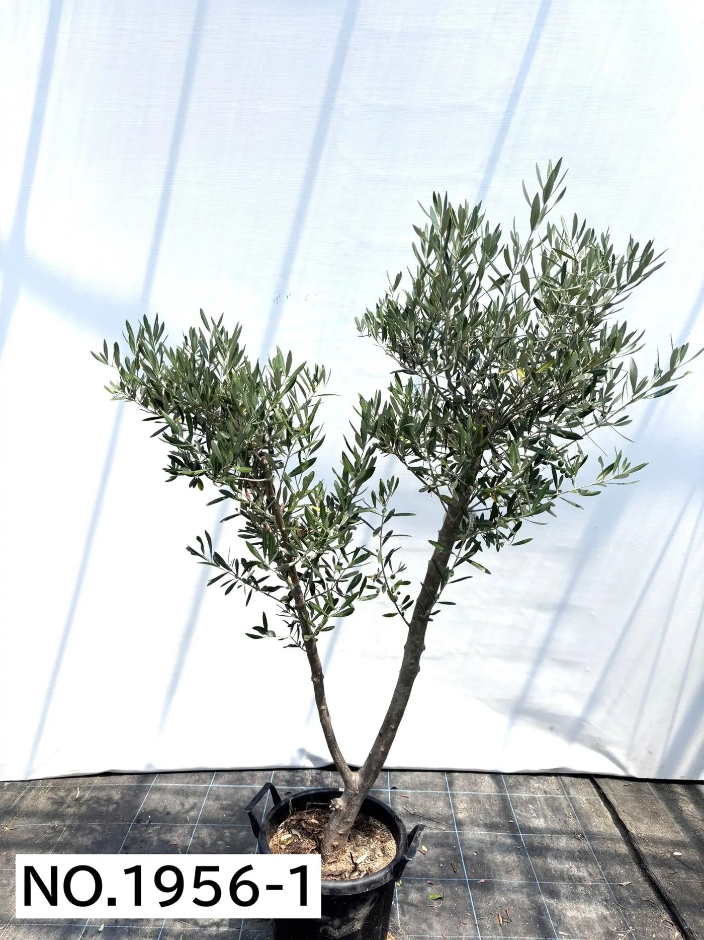 NEWミッション（オリーブの木）｜大型商品｜NO.1956 ｜約170cm｜人気