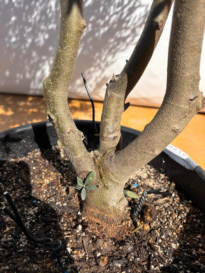 NEWネバディロブランコ（オリーブの木）｜XLサイズ｜NO.2155｜約180cm