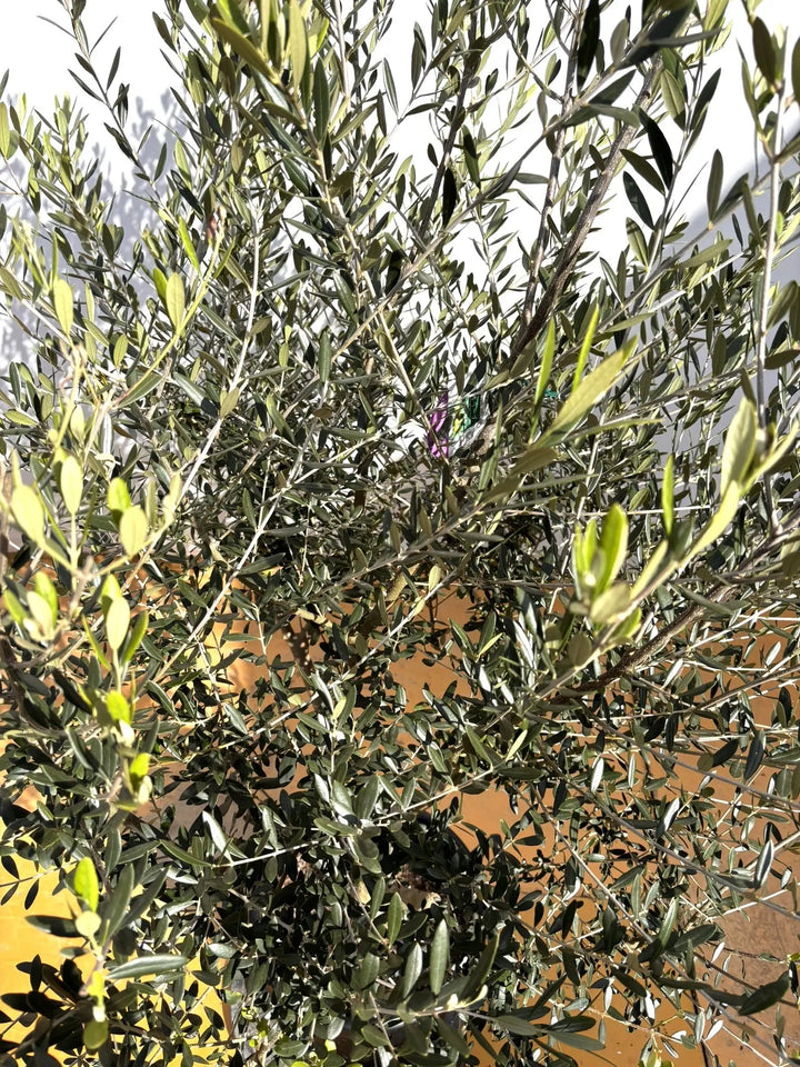 NEWネバディロブランコ（オリーブの木）｜XLサイズ｜NO.2110｜約180cm