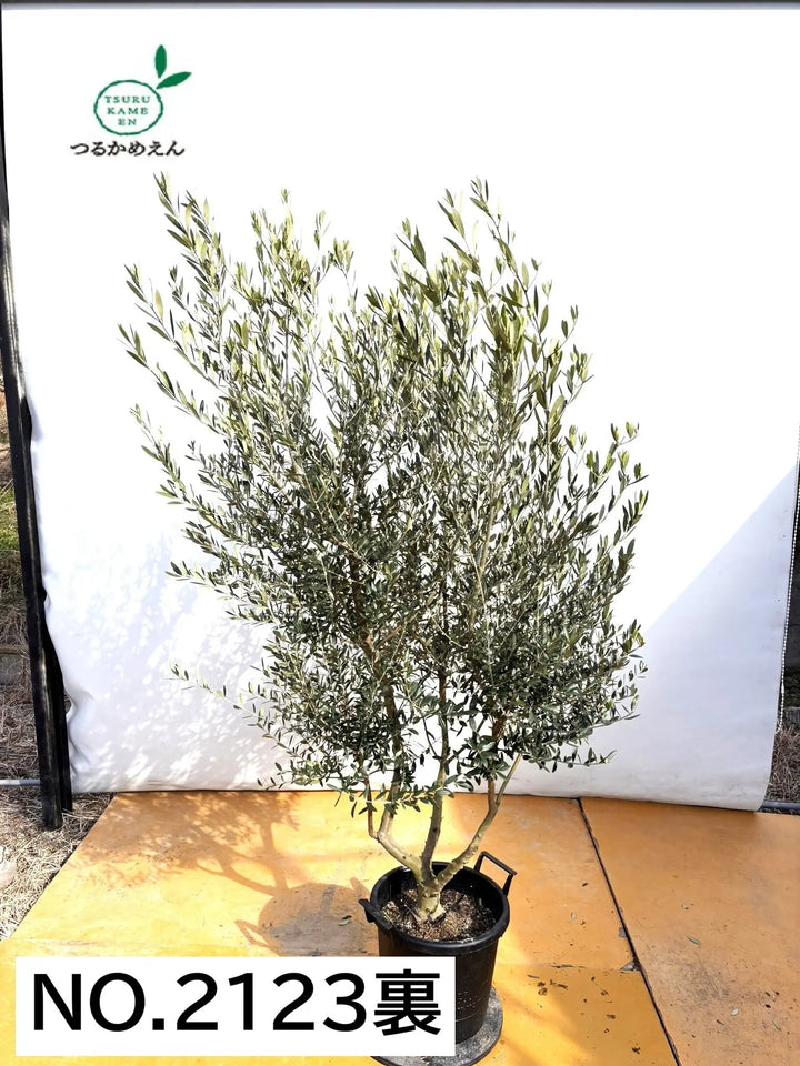 NEWネバディロブランコ（オリーブの木）｜XLサイズ｜NO.2123｜約190cm