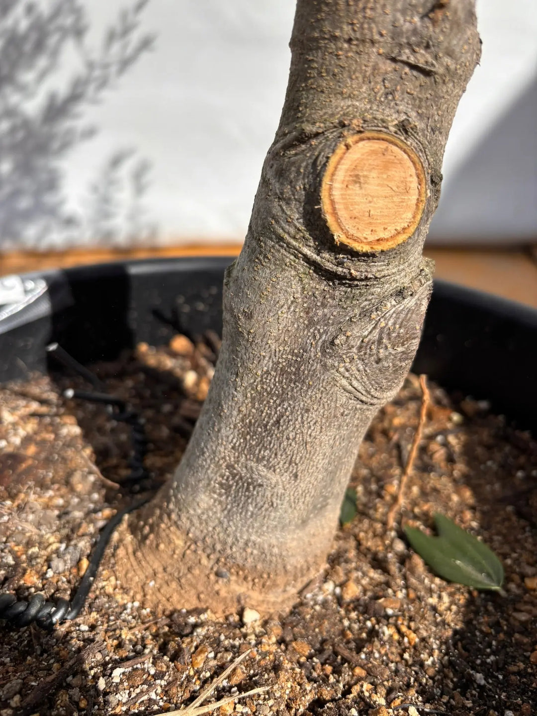 NEWコレッジョラ（オリーブの木）｜XLサイズ｜NO.2130｜約170cm｜寒冷