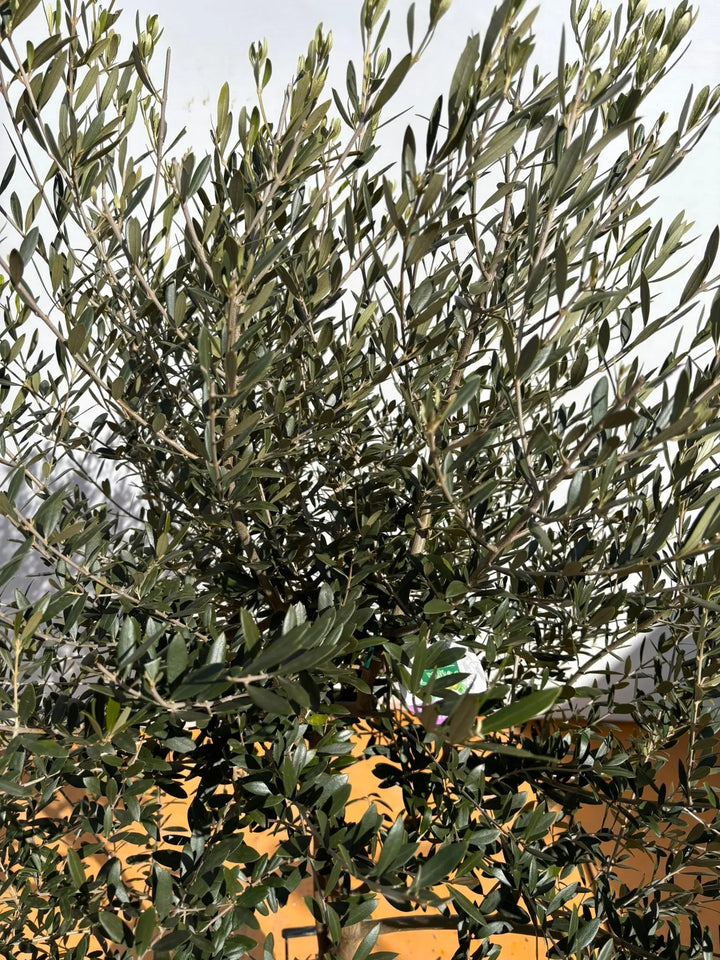 NEWネバディロブランコ（オリーブの木）｜XLサイズ｜NO.2138｜約170cm