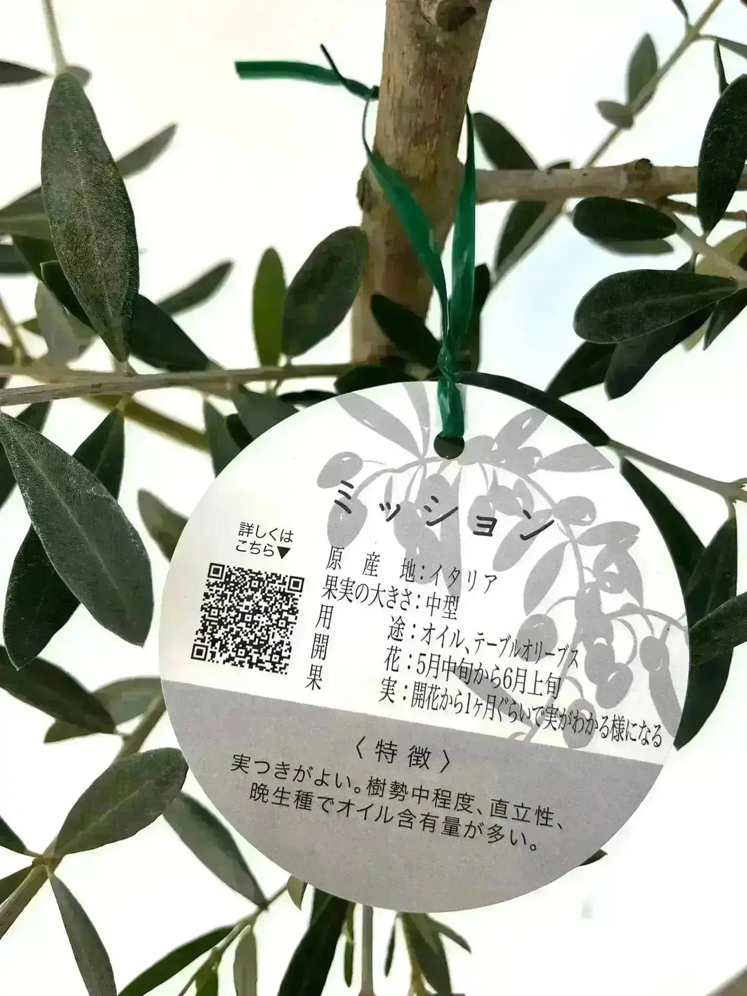 人気・直立型】ミッション（オリーブの木）〈古木〉｜180cm｜XLサイズ