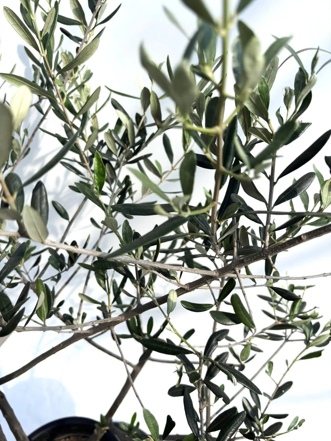 寒さに強い・開帳型】コレッジョラ（オリーブの木）〈病害虫に強い