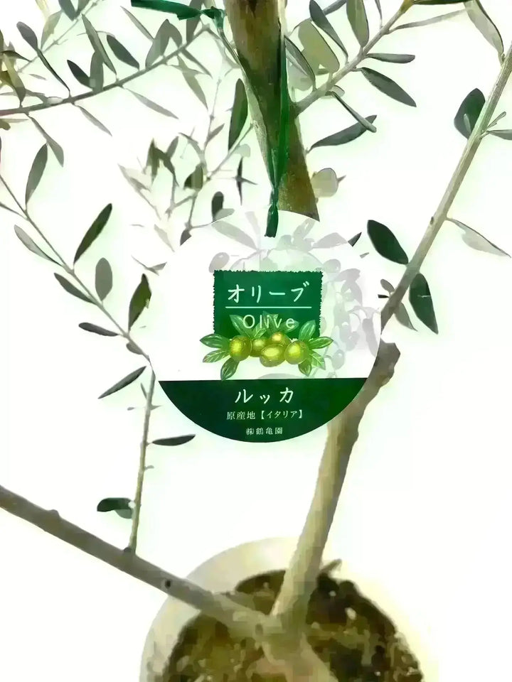 ルッカ XLサイズ 約170cm NO.1729 オリーブの木 古木 - 株式会社鶴亀園
