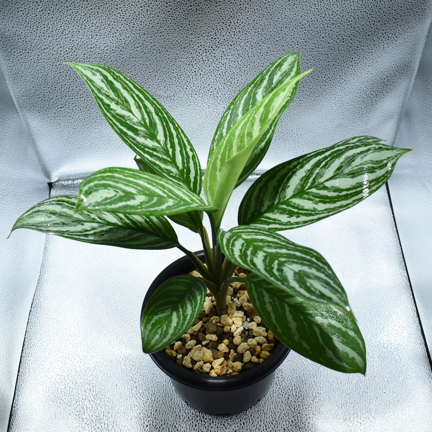 カーティシー＞Aglaonema Nitidum “Curtisii” UND211226 – undried