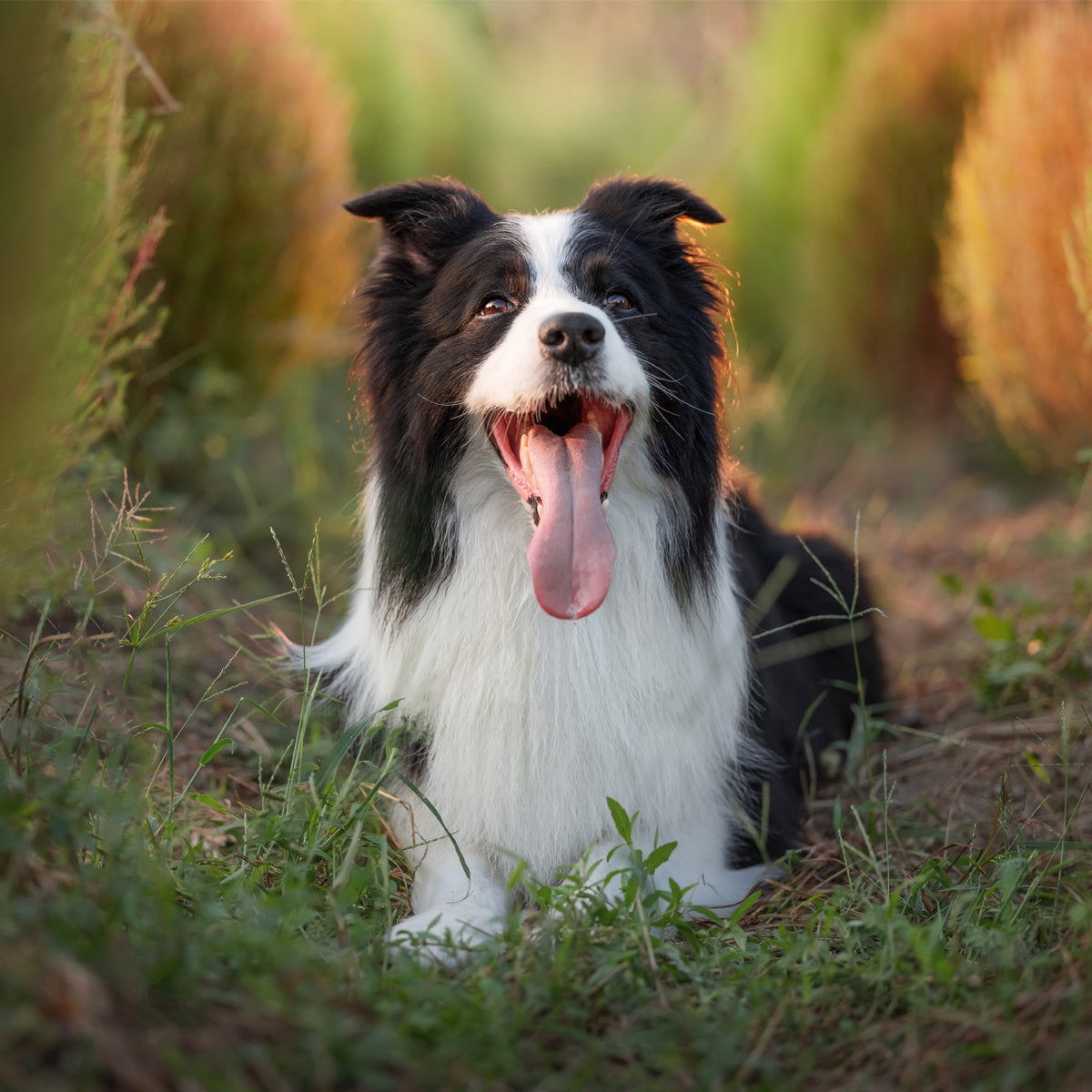 Viltrox AF 85mm F2.0 EVO フルサイズ – viltrox-shop