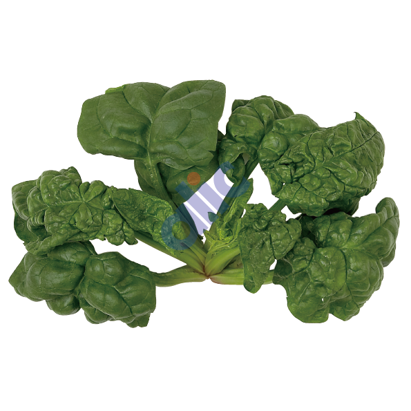 ほうれんそうの画像一覧｜農畜産業振興機構