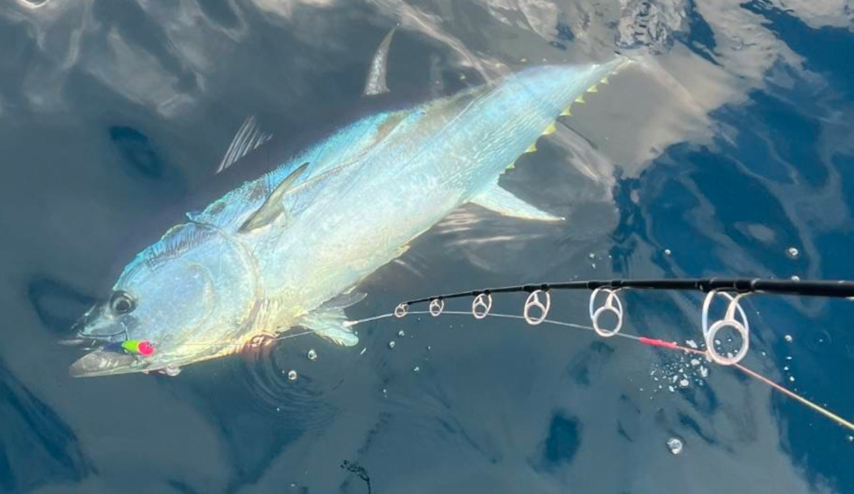 Bonger | Atoll アトール