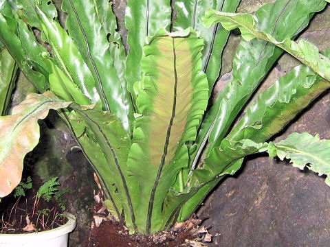 オオタニワタリ (Asplenium antiquum)